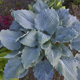 hosta