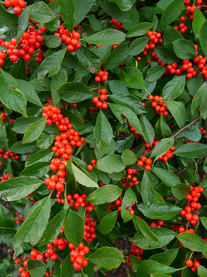 Holly Pollination Chart