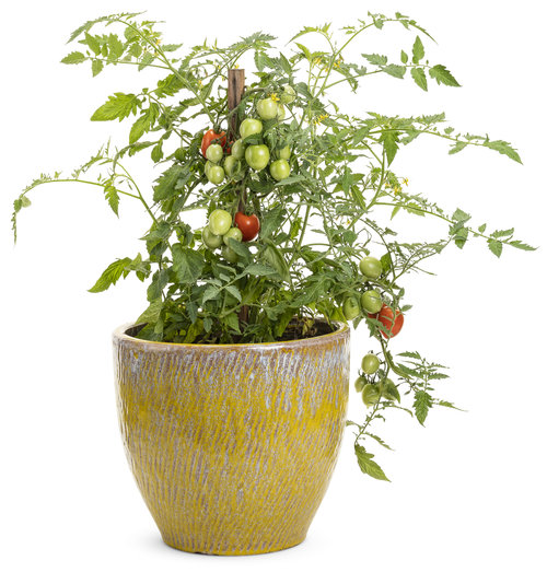 9 Food Producing Proven Winners Plants Proven Winners