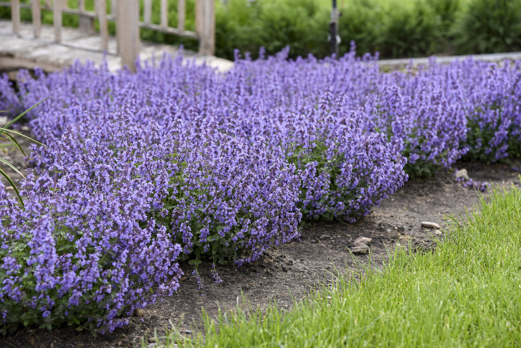 10 Easy Foundation Plants For The Front, Best Shrubs For Landscaping In Front Of House