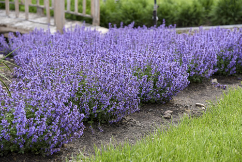 Plants and vegetables for sandy soil - amend sand to make it richer