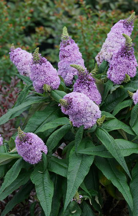 Image of Buddleia bush that blooms all summer