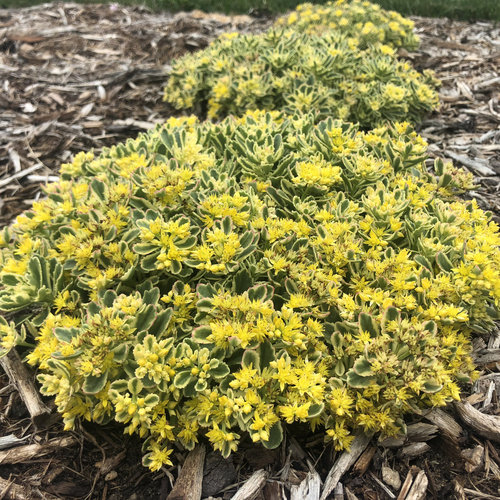 yellow sedum