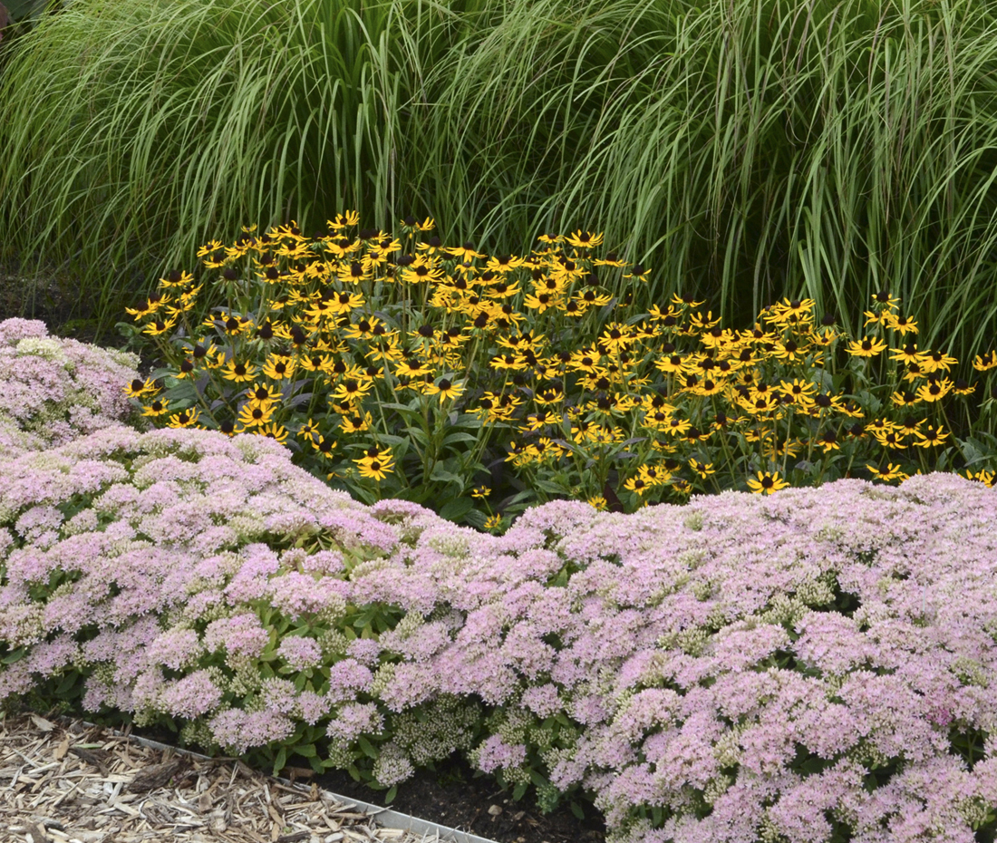 20 Easy Foundation Plants for the Front of Your House   Proven Winners