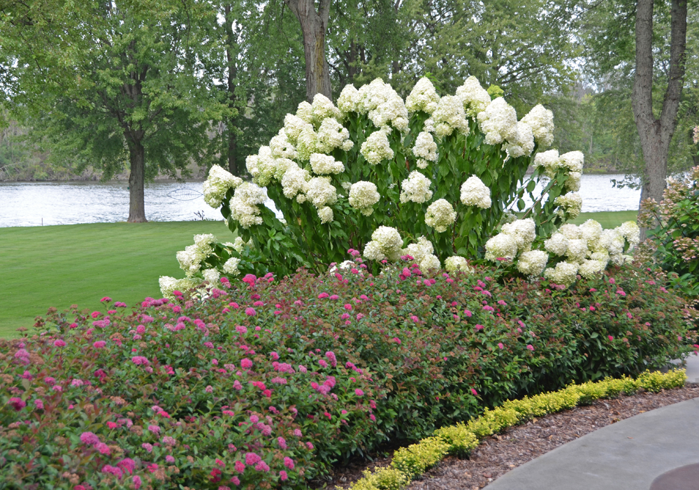 a garden with white flowers