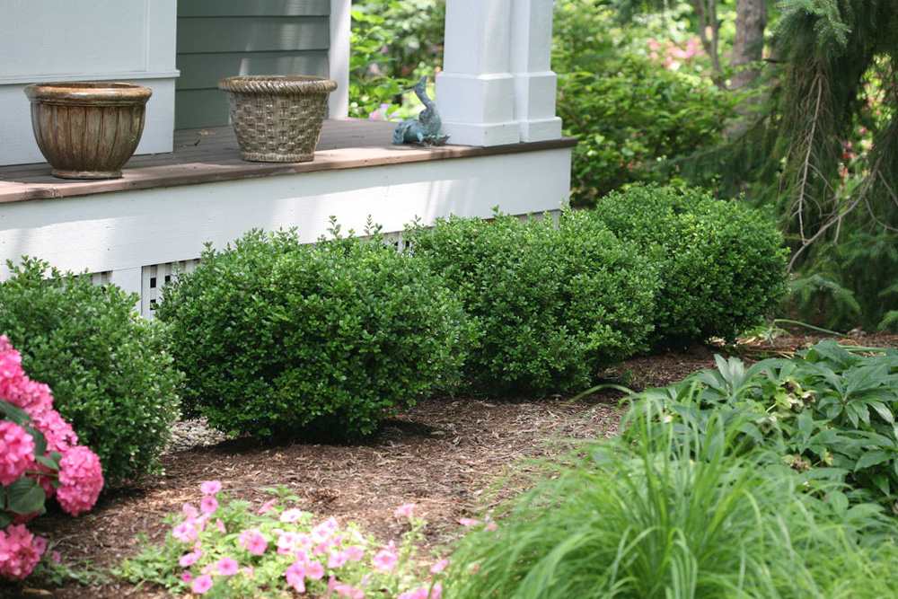 Boxwood Shrubs, Small Round Bushes For Landscaping