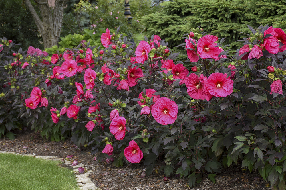 How to Grow and Care for Hardy Hibiscus Flowers