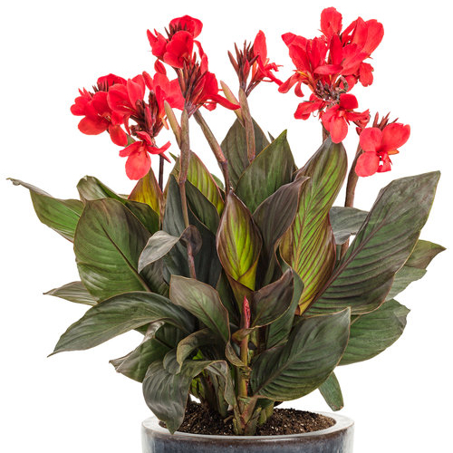 red canna lily