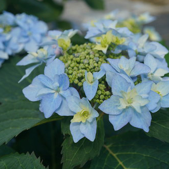 45 Plants with Blue Flowers, Berries and Foliage