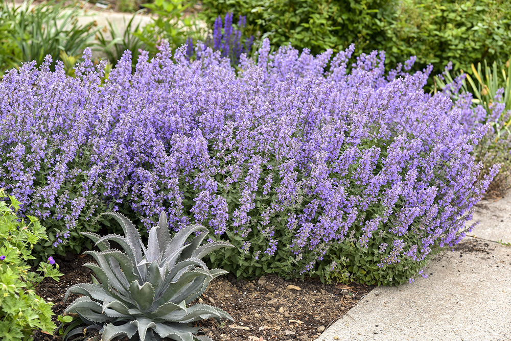 Award-winning Cat's Meow catmint with purple flowers and fuzzy, deer-resistant foliage.
