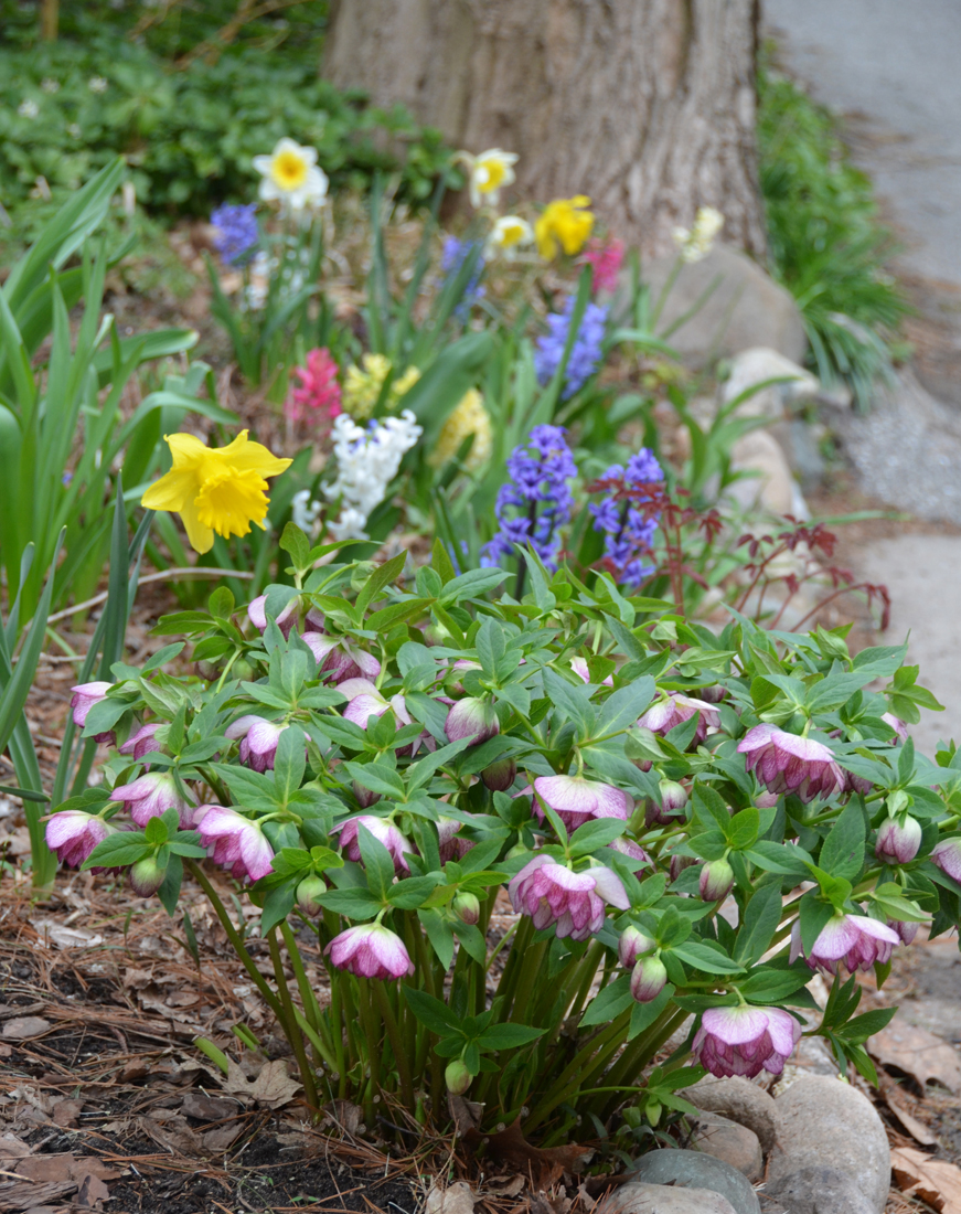 Image of Anemone and iris companion plants