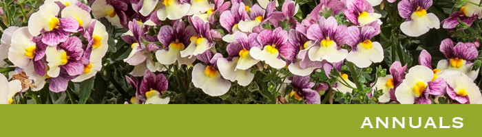annuals header