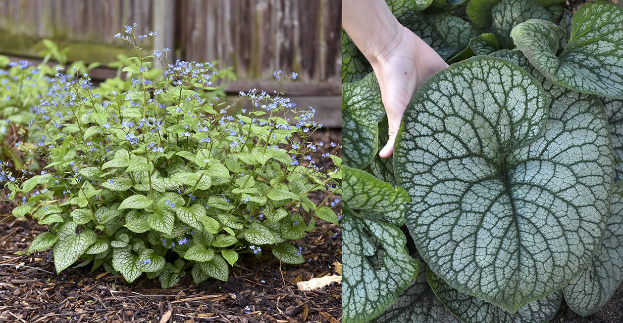 Award-winning Cat's Meow catmint with purple flowers and fuzzy, deer-resistant foliage.