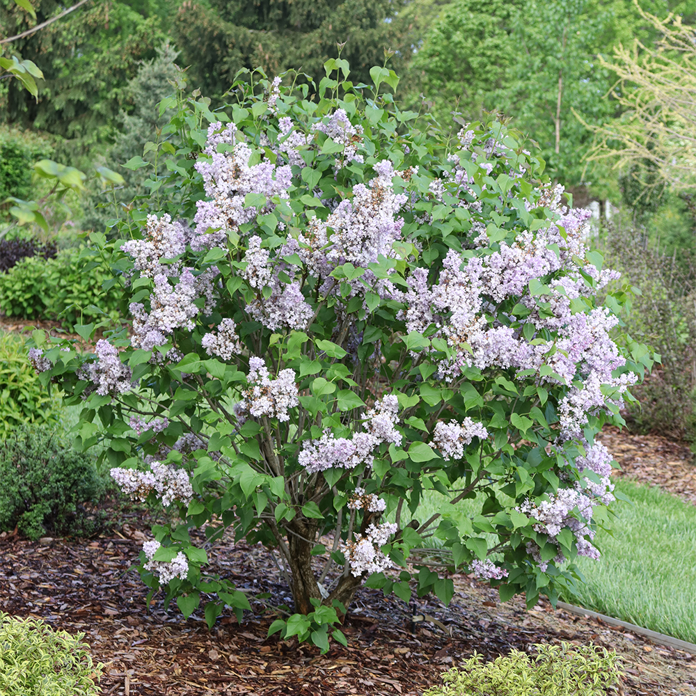 Bright peach foliage of Primo Peachberry Ice coral bells in a partial shade border.