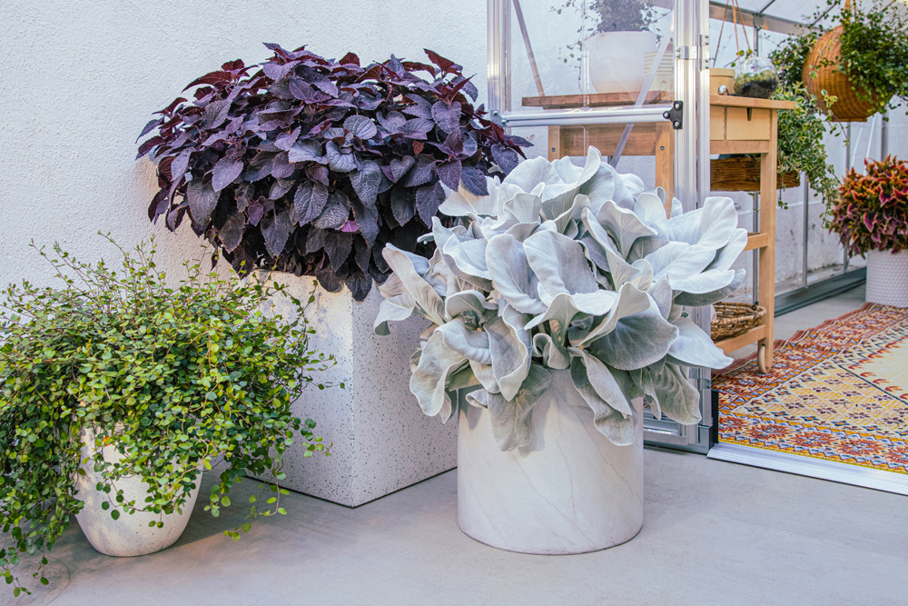 monoculture container grouping