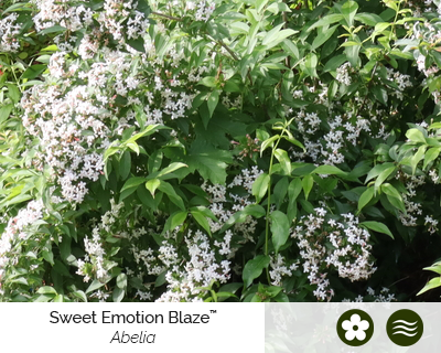 abelia-sweet-emotion-blaze-cut-flower-shrubs