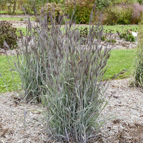 Prairie Winds<sup>®</sup> 'Blue Steel'  Andropogon hybrid