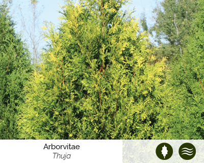 arborvitae-thuja-cut-flower-shrub