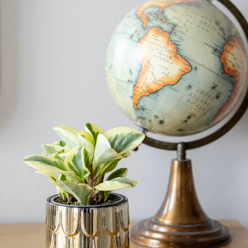 Savory Delights<sup>™</sup> Sweet and Sour<sup>™</sup> Pepper Elder