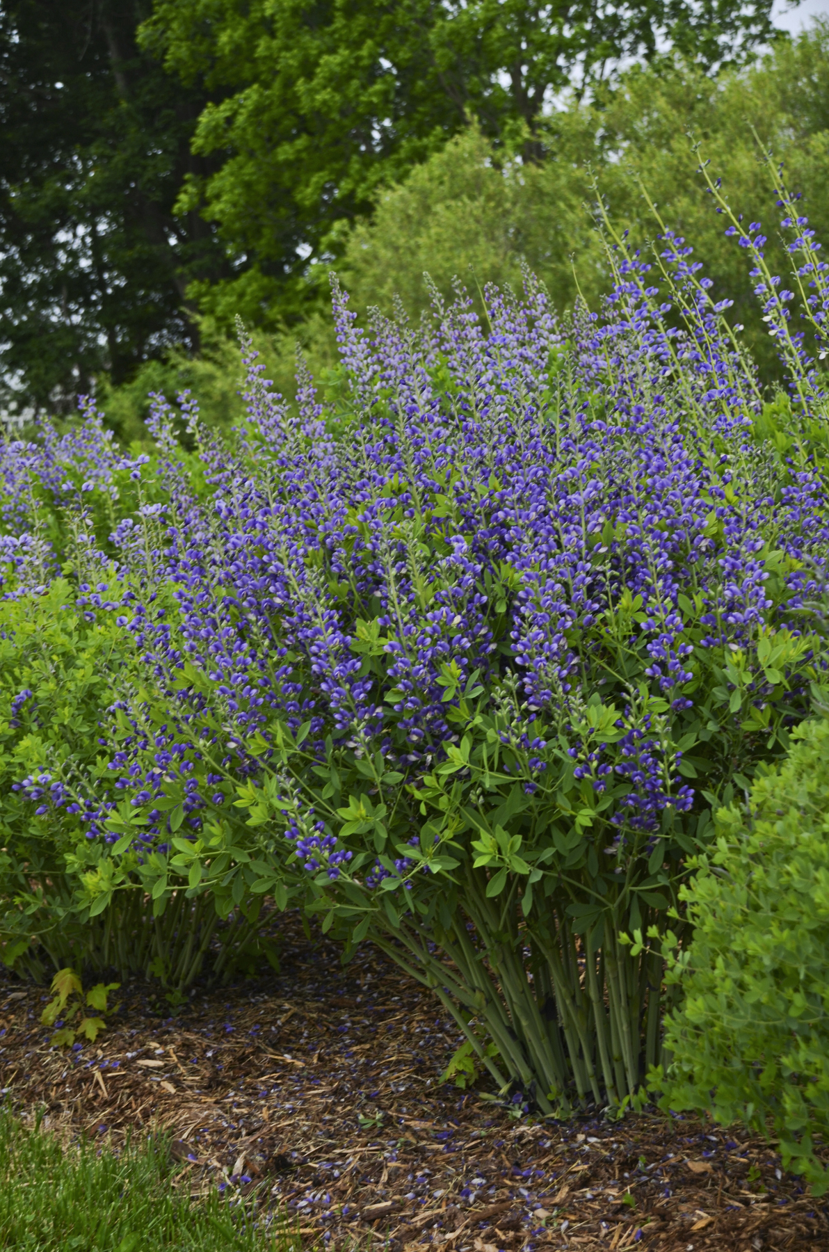 Decadence<sup>®</sup> Baptisia (False Indigo)  
