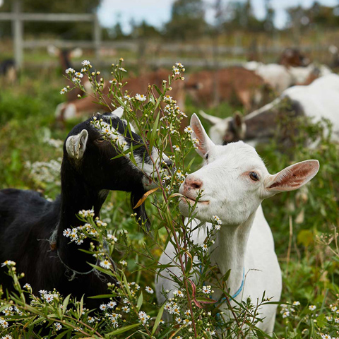 beekman farm goat eating plants