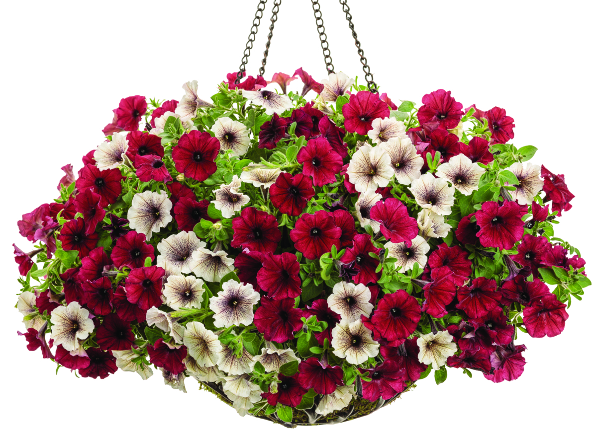 Elegant dark red and white flower combination in a patio planter