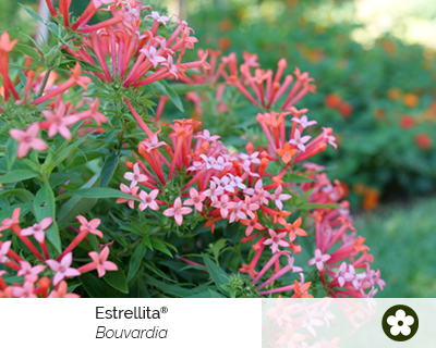 bouvardia-estrellita-cut-flower-shrubs