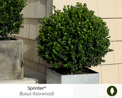 buxus-sprinter-cut-flower-shrub
