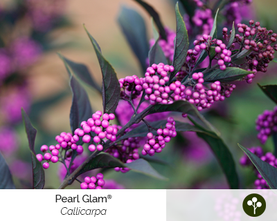 callicarpa-pearl-glam-cut-flower-shrub