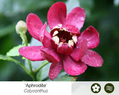 calycanthus-aphrodite-cut-flower-shrub