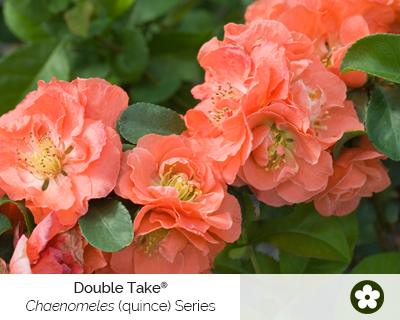 chaenomeles-double-take-series-cut-flower-shrubs