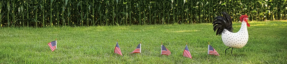 chicken usa flag