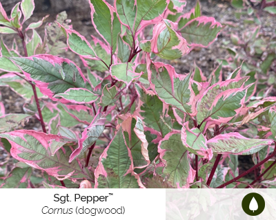 cornus-sgt.-pepper-cut-flower-shrub