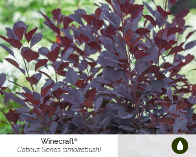 cotinus-series-winecraft-cut-flower-shrub