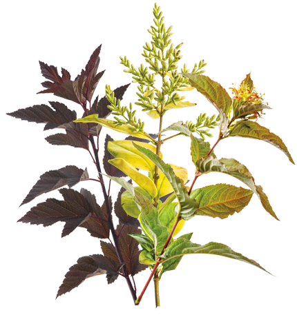 Foliage Shrubs