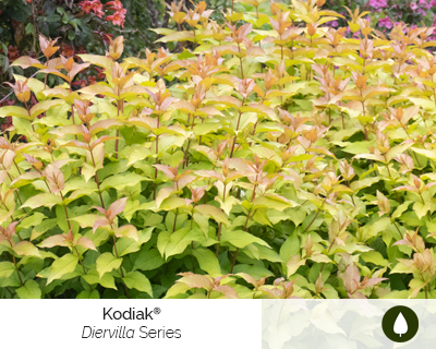 diervilla-kodiak-series-cut-flower-shrub