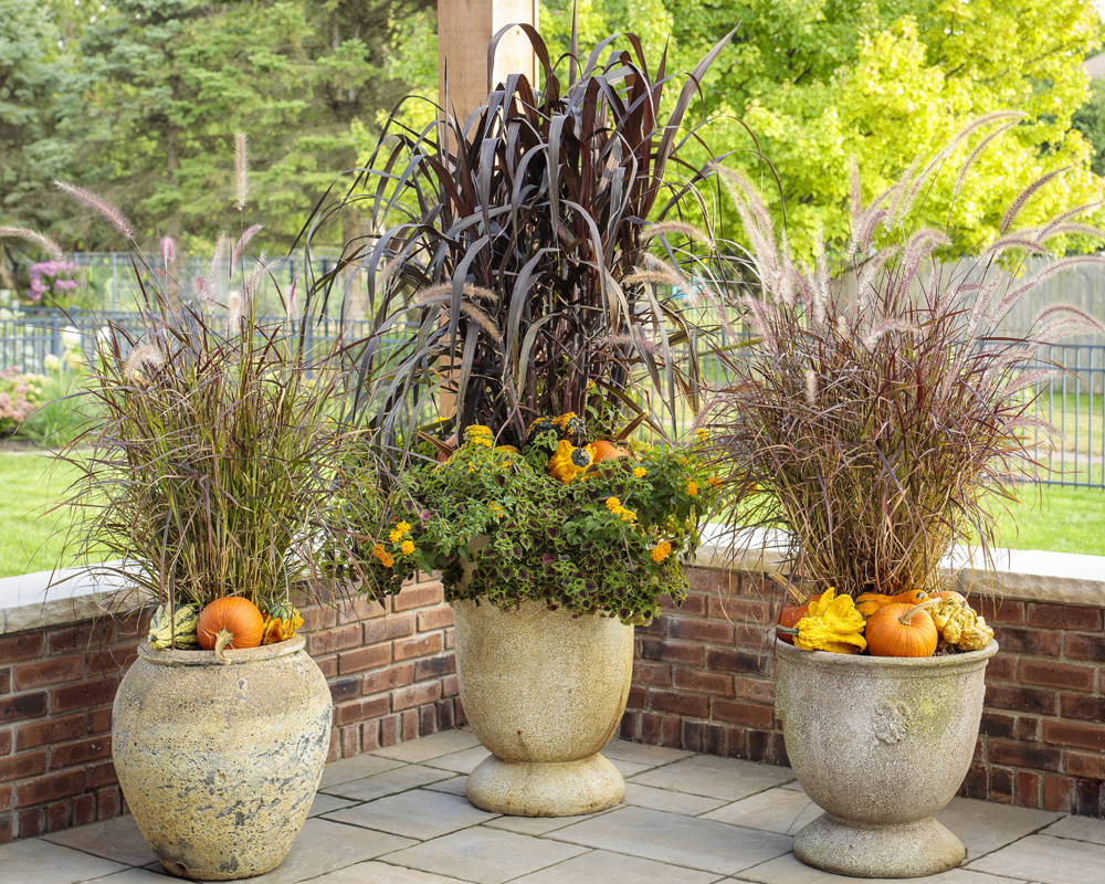 frost-tolerant plants