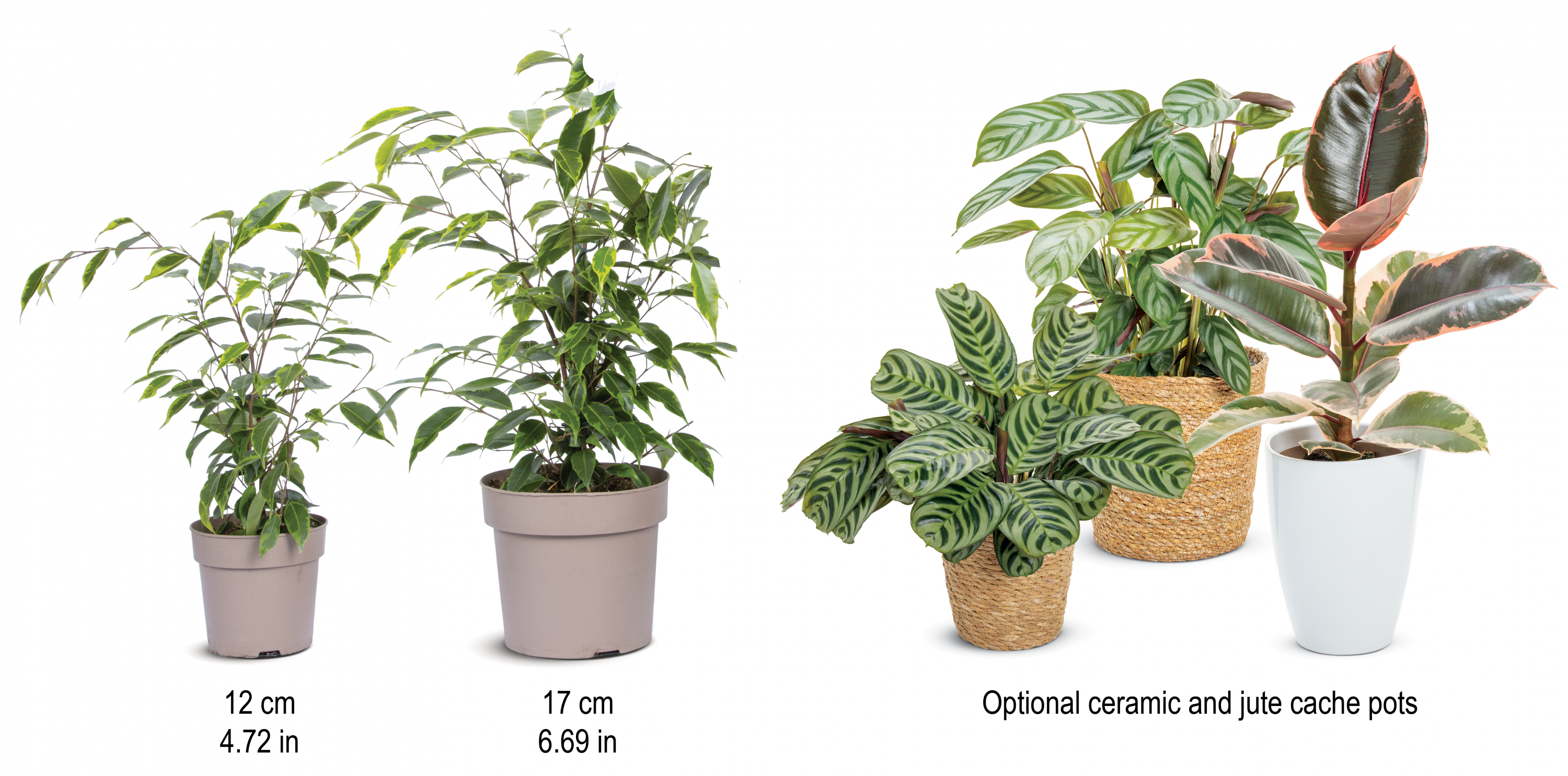 POTTED LEAFJOY SIZE OPTIONS