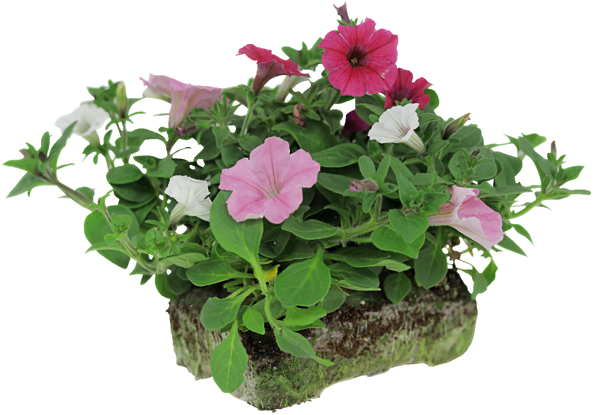 Proven Winners Flower Pillows Best Flower Site