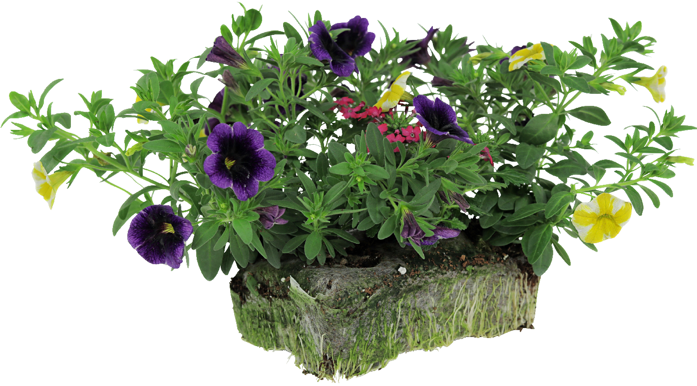 Proven Winners Flower Pillows Best Flower Site