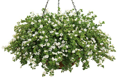 Flower Basket Flowers Cantilever 3 Large variants Cantilever pflanzampel grazing not rattan 