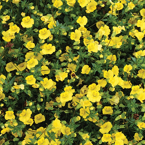 yellow groundcover flower