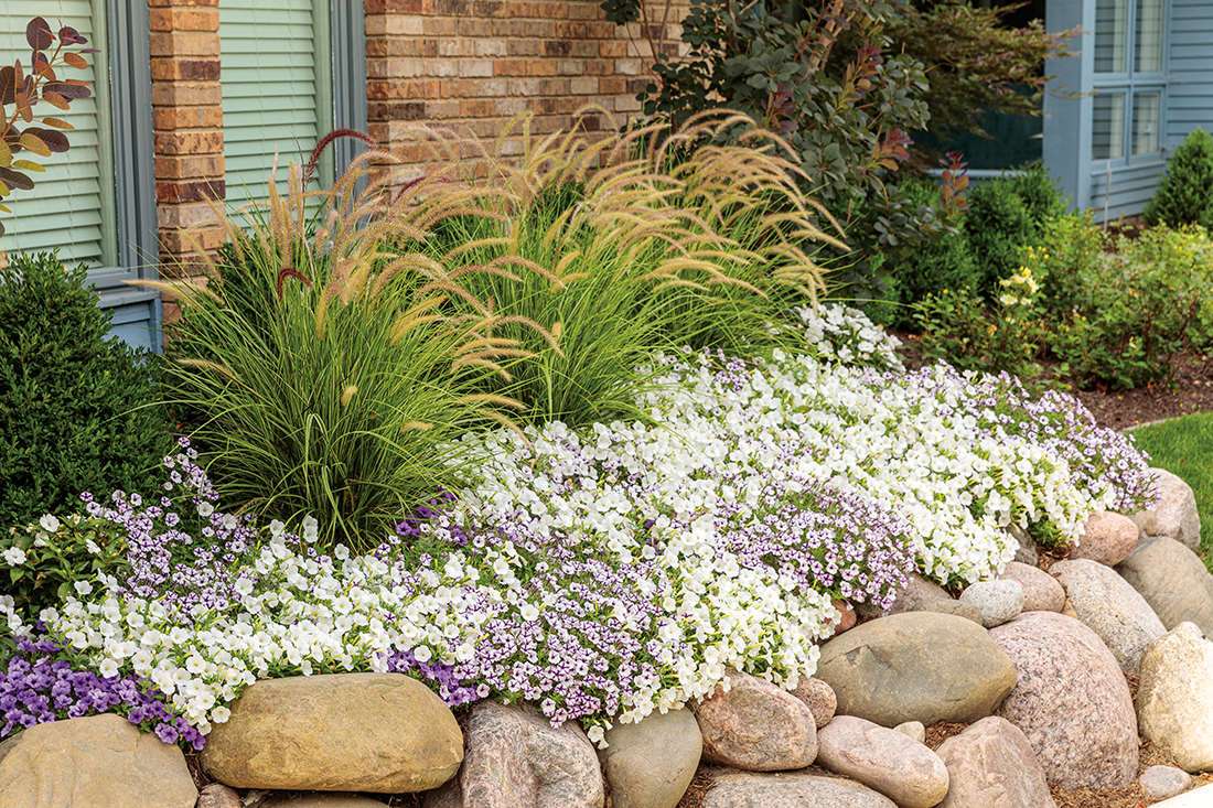 Favorite Annuals for Sunny Spaces