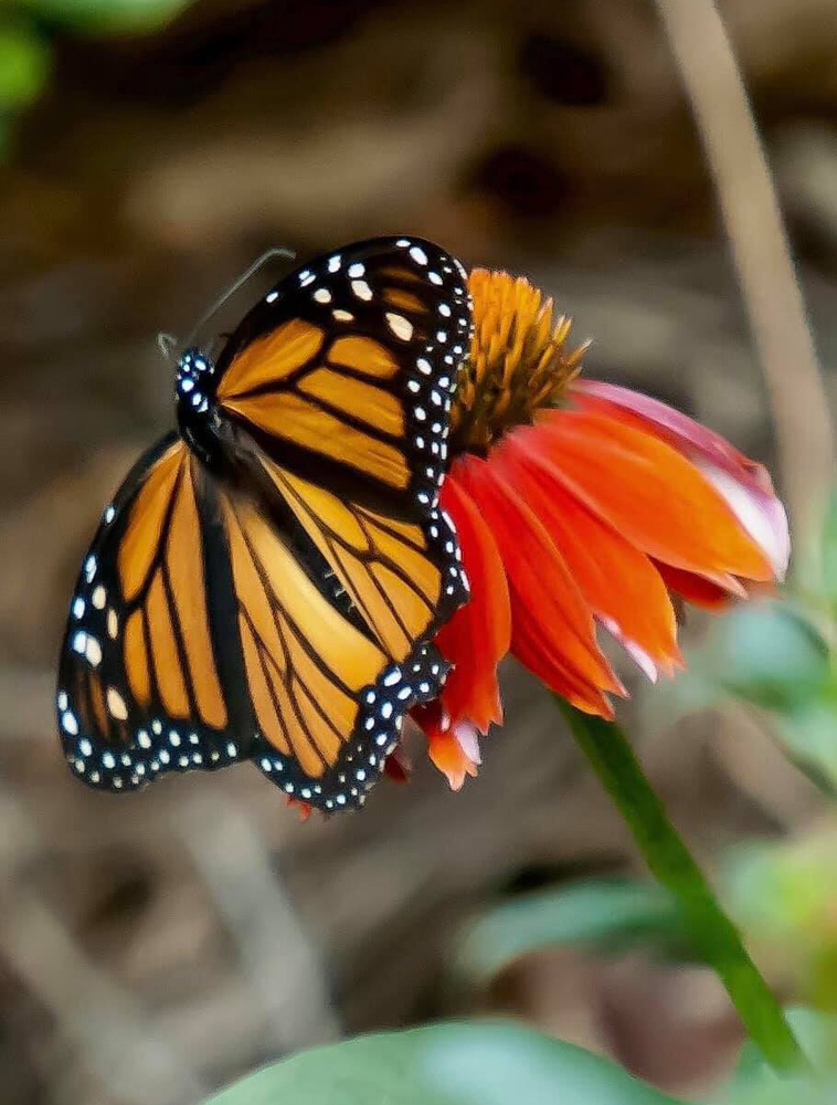 Butterfly Bush (Buddleia)