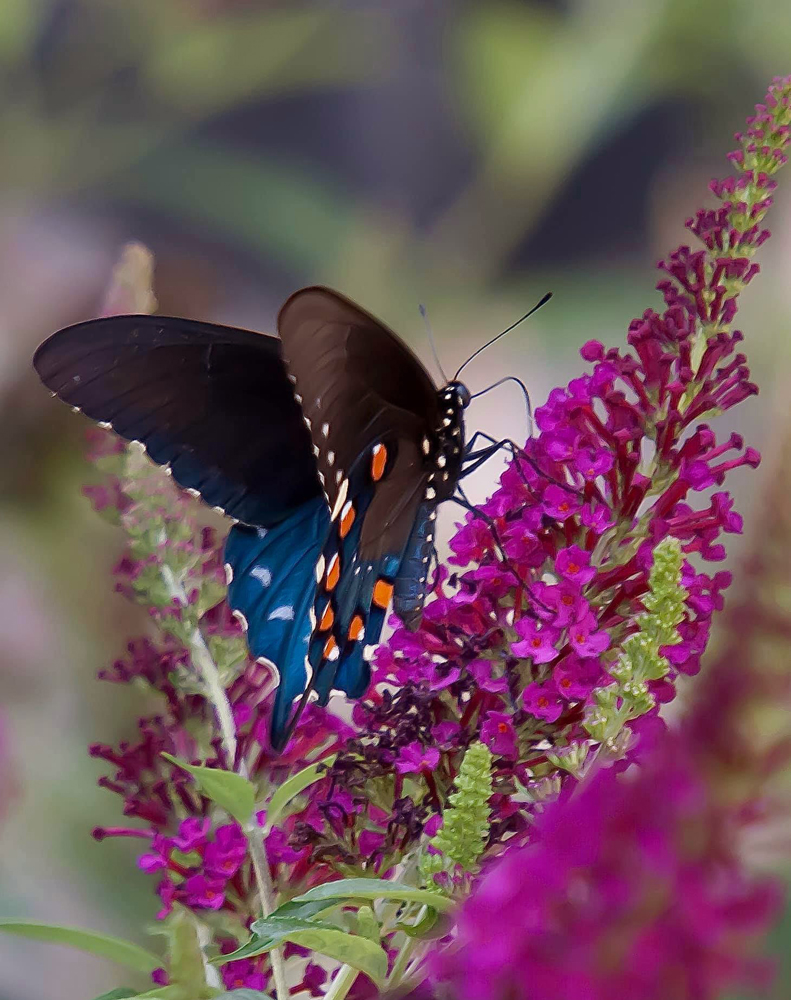 Superbells<sup>®</sup> Calibrachoa 