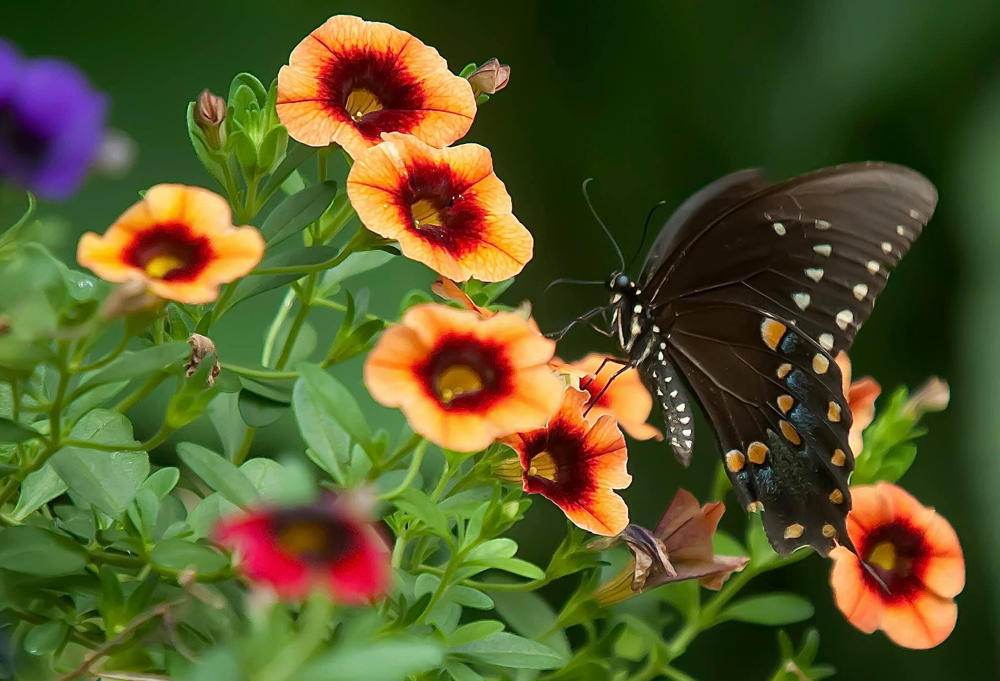 Supertunia<sup>®</sup> Petunias