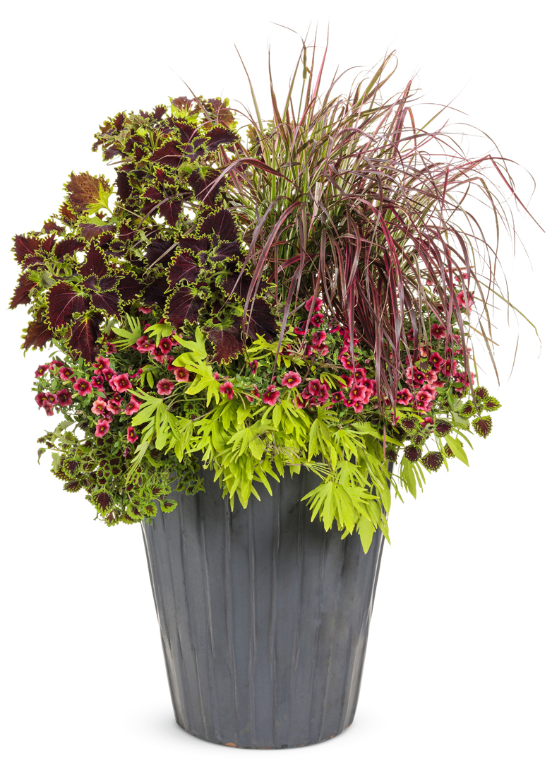 Watering annuals in summer