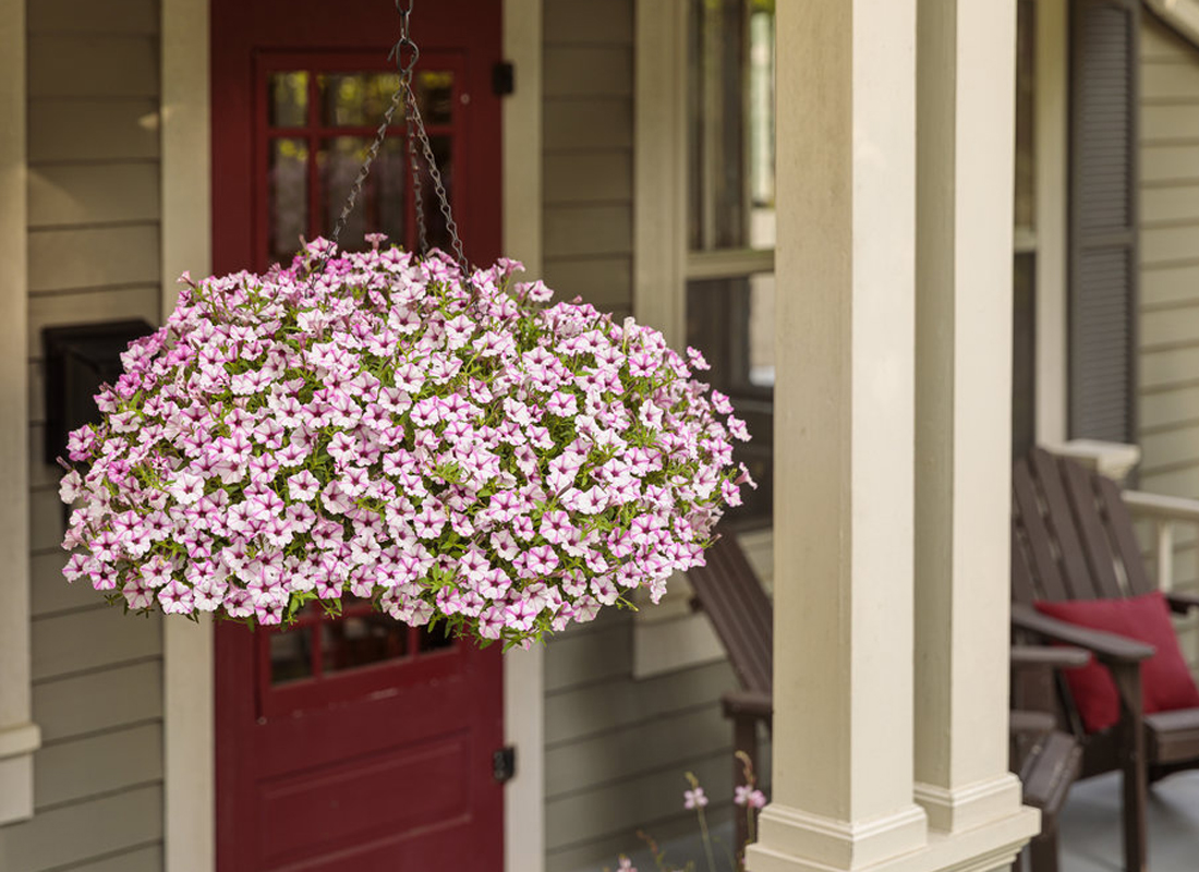  Supertunia Mini Vista<sup>®</sup> Pink Star petunias