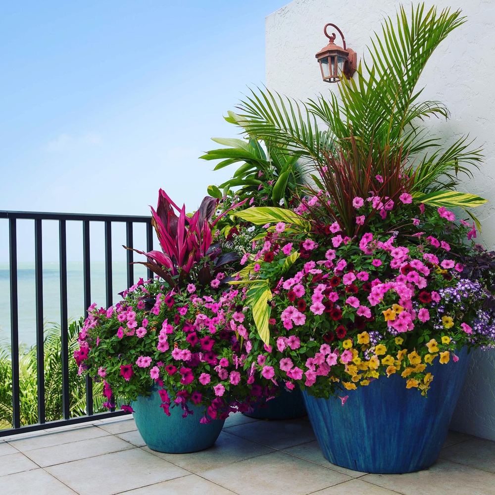 Proven Winners Garden Planning, Supertunia<sup>®</sup> petunia