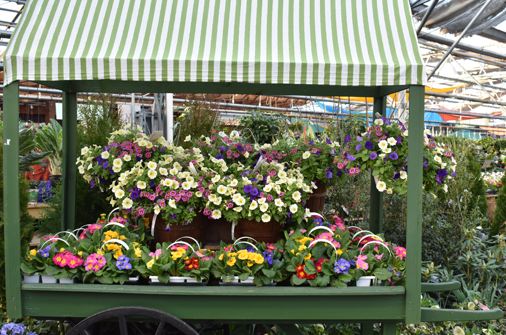 Visit your local garden centers